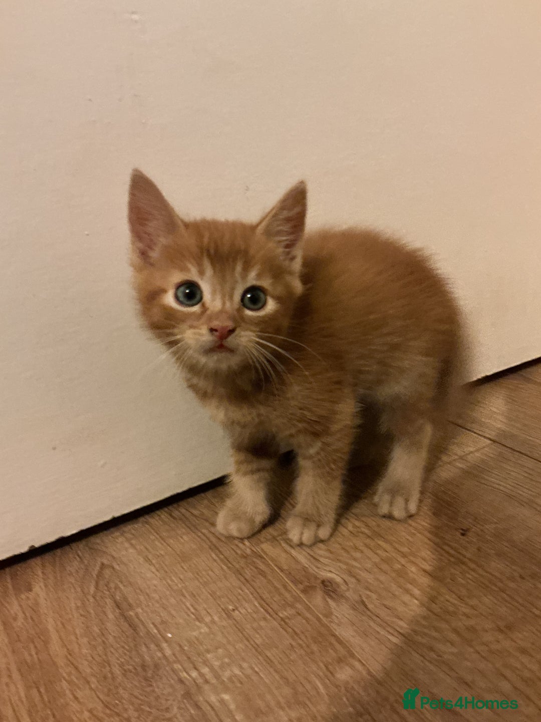Domestic Shorthair cats for sale: GINGER KITTENS £150 EACH - Image 3