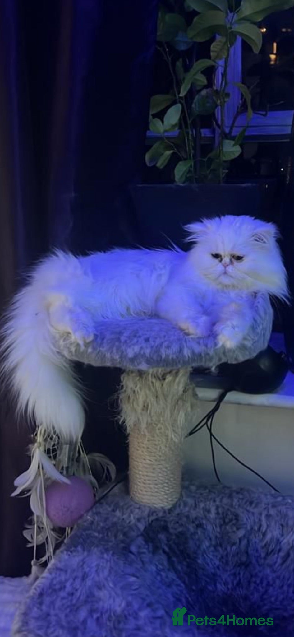 Persian cats  ꨁ 🍃Exotic doll face Persian ☆  Persian KITTENS - Advert 7