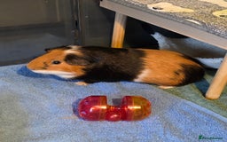 Guinea Pig rodents for sale: Fudge & Smudge - Image 8