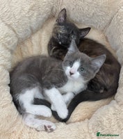 Mixed Breed cats LOVELY KITTENS - Advert 15