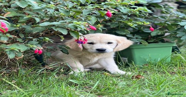 Golden Retriever dogs - Advert 3