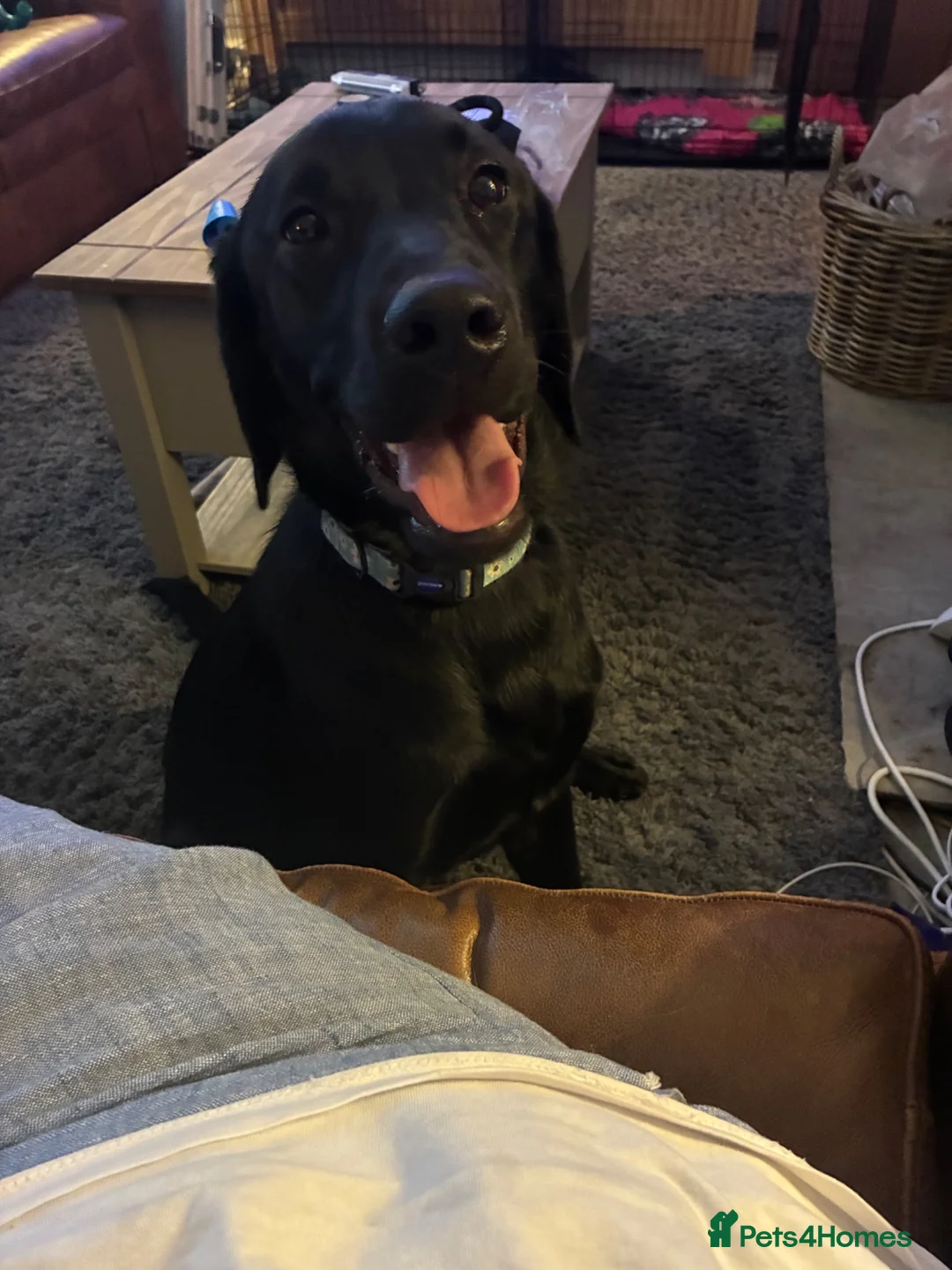 Labrador Retriever dogs for sale: Black labrador  - Advert 1