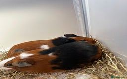 Guinea Pig rodents for sale: 2 boy guniea pigs for sale  - Image 3