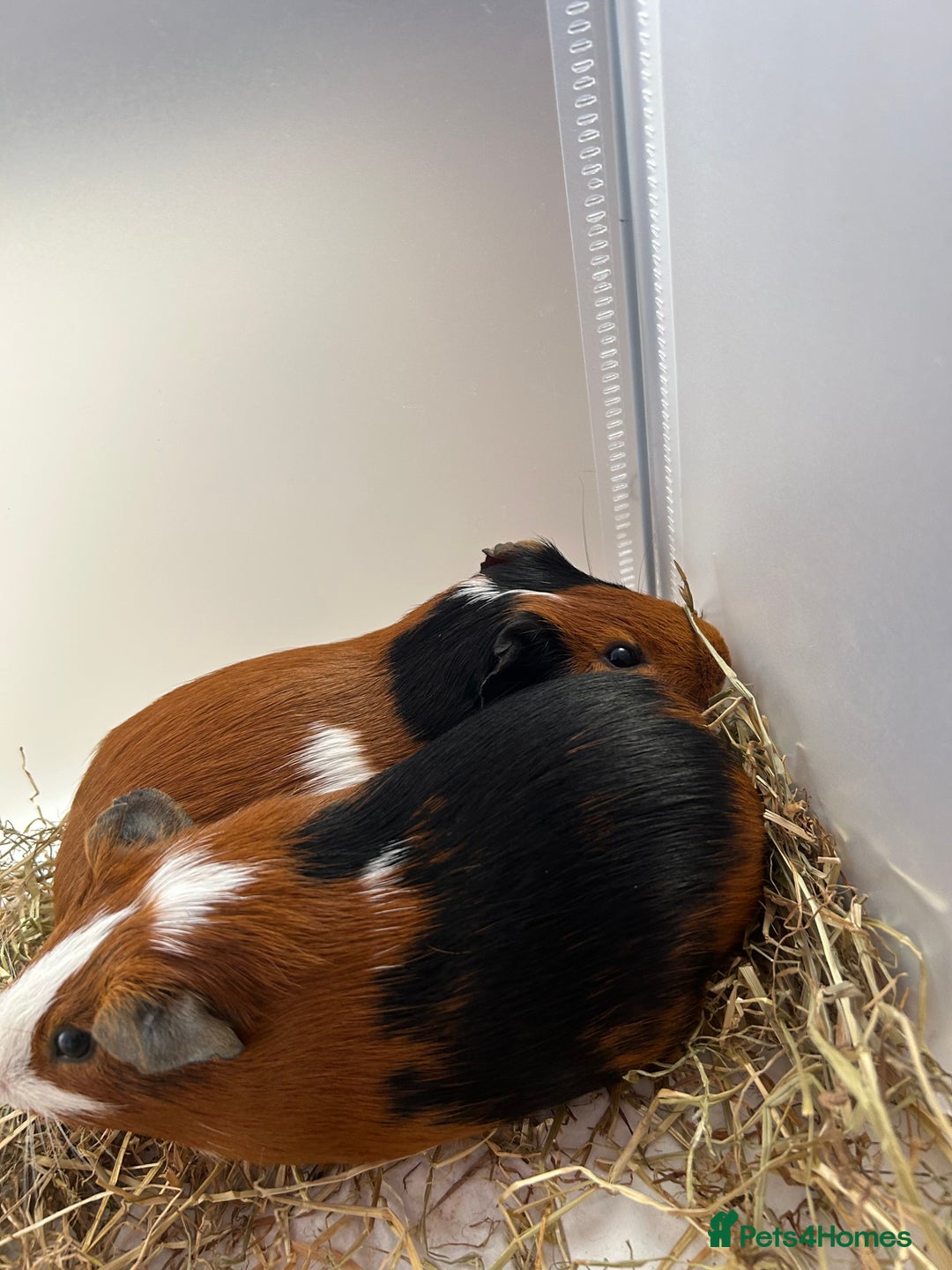 Guinea Pig rodents for sale: 2 boy guniea pigs for sale  - Image 3