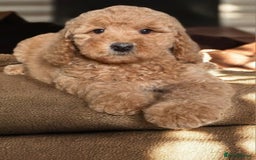 Australian Labradoodle dogs for sale: Australian Labradoodle Bitch fully vaccinated  - Advert 12