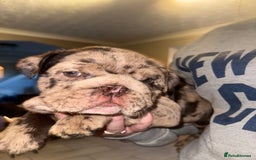 English Bulldog dogs for sale: Bettie & 007 babies short compact   - Image 32