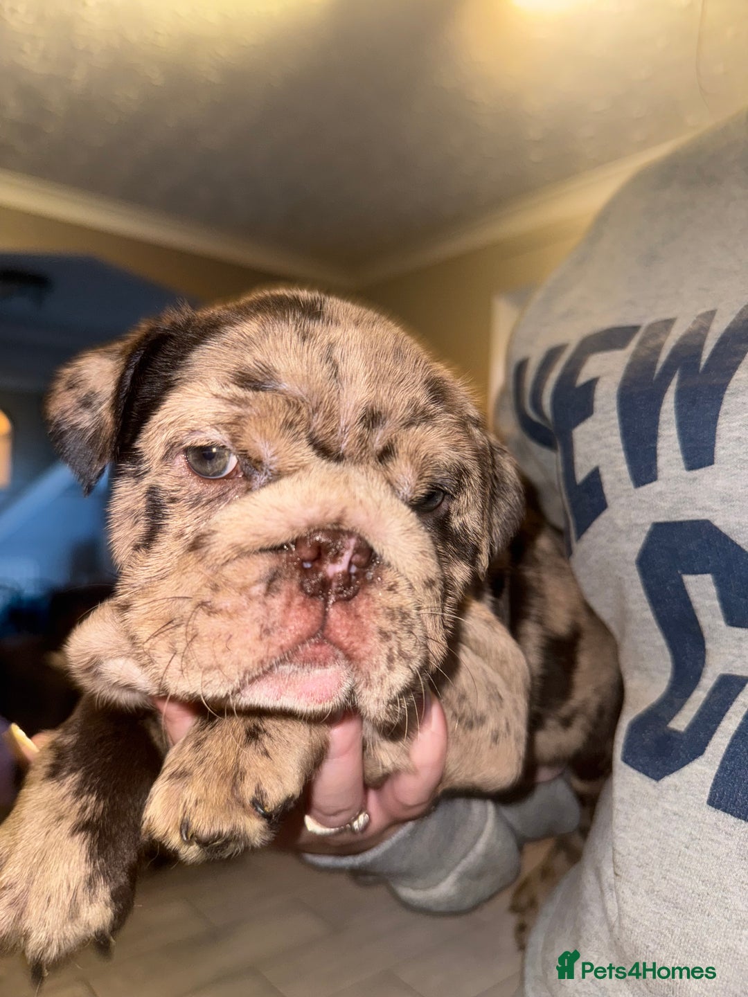 English Bulldog dogs for sale: Bettie & 007 babies short compact   - Image 32