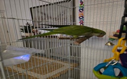 Parrots birds for sale: 2 handreared quakers 250/400 pair - Image 3