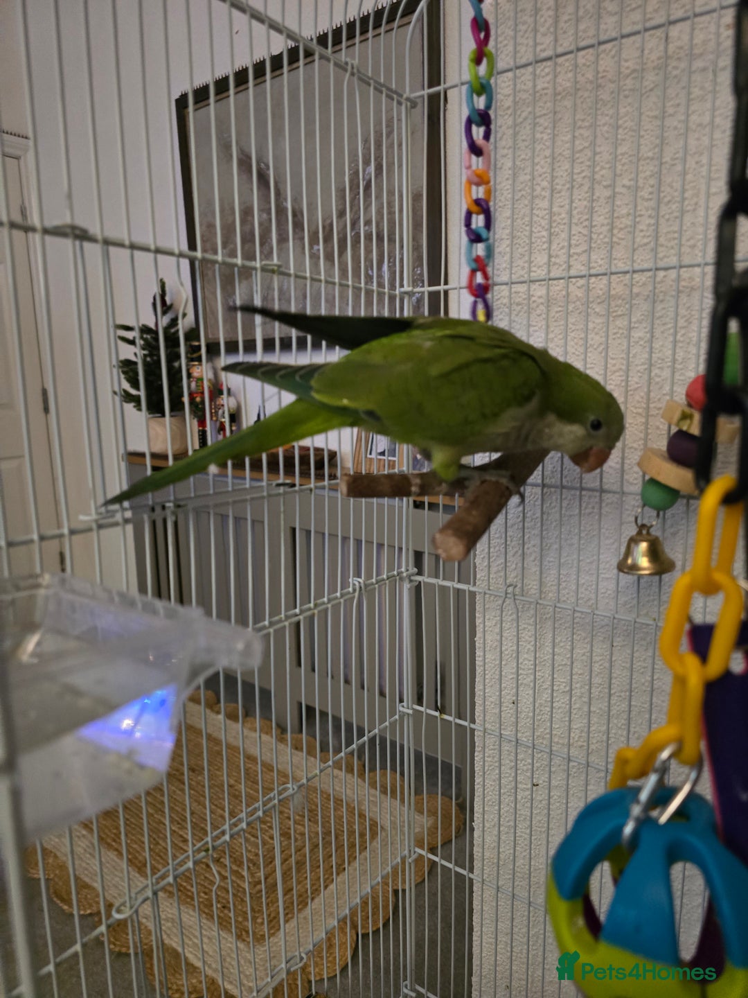 Parrots birds for sale: 2 handreared quakers 250/400 pair - Image 3