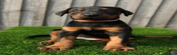 Dobermann dogs for sale: Quality European Dobermann Puppies - 2 Remaining - Advert 5