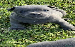 Staffordshire Bull Terrier dogs for sale: Healthy blue Staffordshire bull terrier so sweet - Image 7