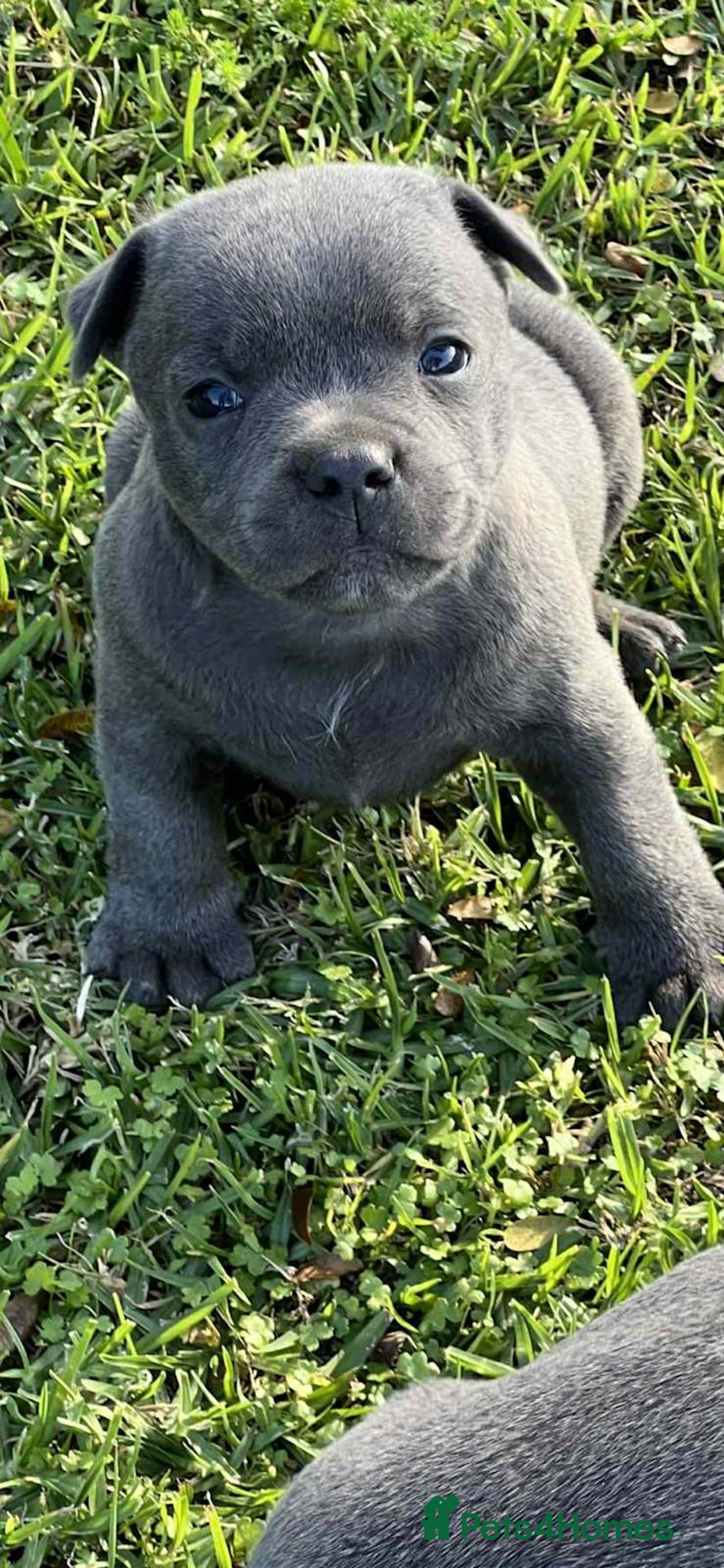 Staffordshire Bull Terrier dogs for sale: Healthy blue Staffordshire bull terrier so sweet - Image 7
