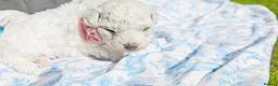 Bichon Frise dogs for sale: Sweet Bichon Frise puppies- Champion Bloodline - Advert 24