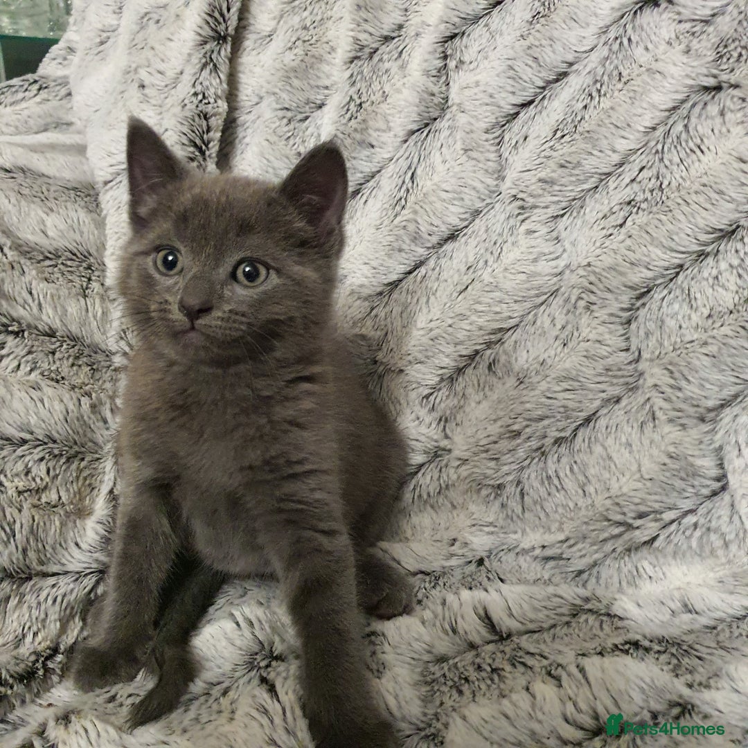 Russian Blue cats for sale: Cute kitten boy - Advert 2