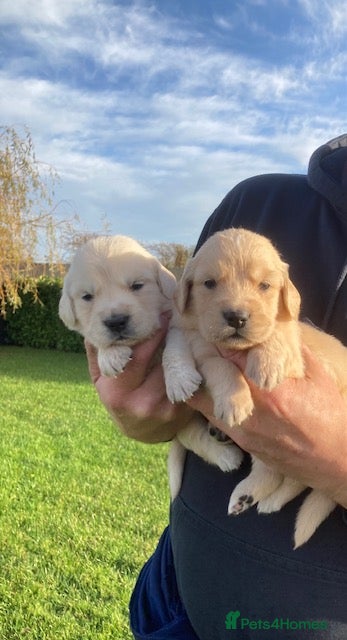 Golden Retriever dogs Beautiful retriever puppies, KC Reg/Health tested - Advert 15