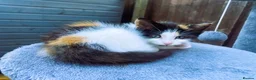 Mixed Breed cats for sale: 4 kittens ready for new homes today - Advert 9