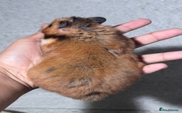 Hamster rodents for sale: OLDER STUNNING TAME PEDIGREE HAMSTERS - Image 6