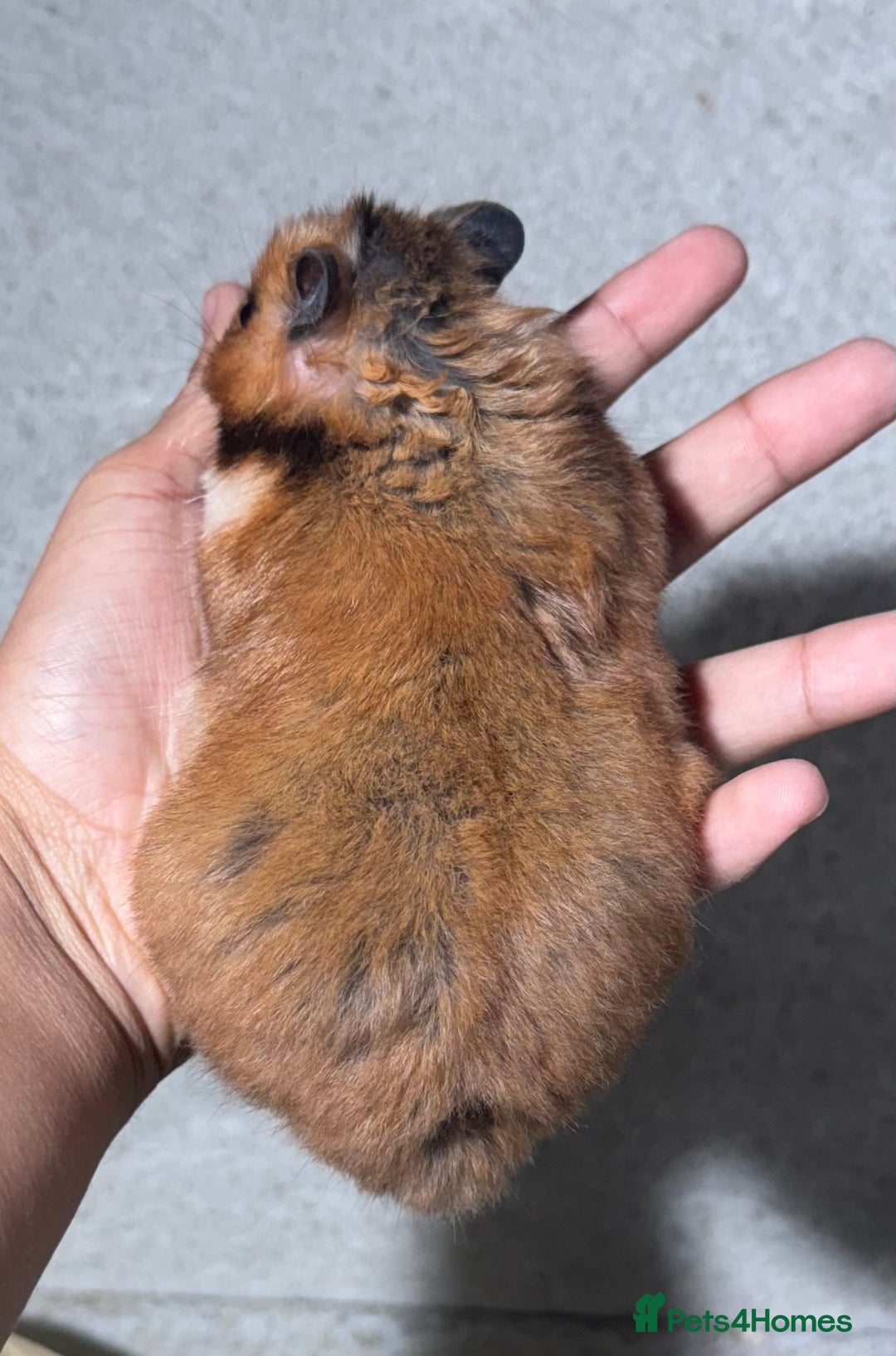 Hamster rodents for sale: OLDER STUNNING TAME PEDIGREE HAMSTERS - Image 6
