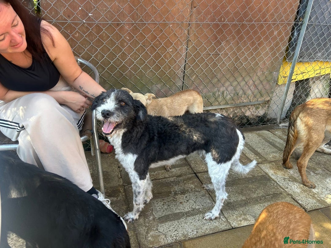Mixed Breed dogs for adoption: Irina - Norwich Norfolk  - Image 6