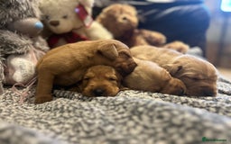 Labrador Retriever dogs for sale: Beautiful fox red and yellow lab puppies  - Image 17