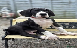 Great Dane dogs for sale: 2 remaining Championship Great Dane puppies - Image 1