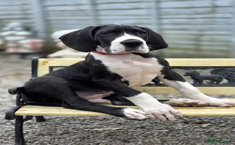 Great Dane dogs - Advert 7
