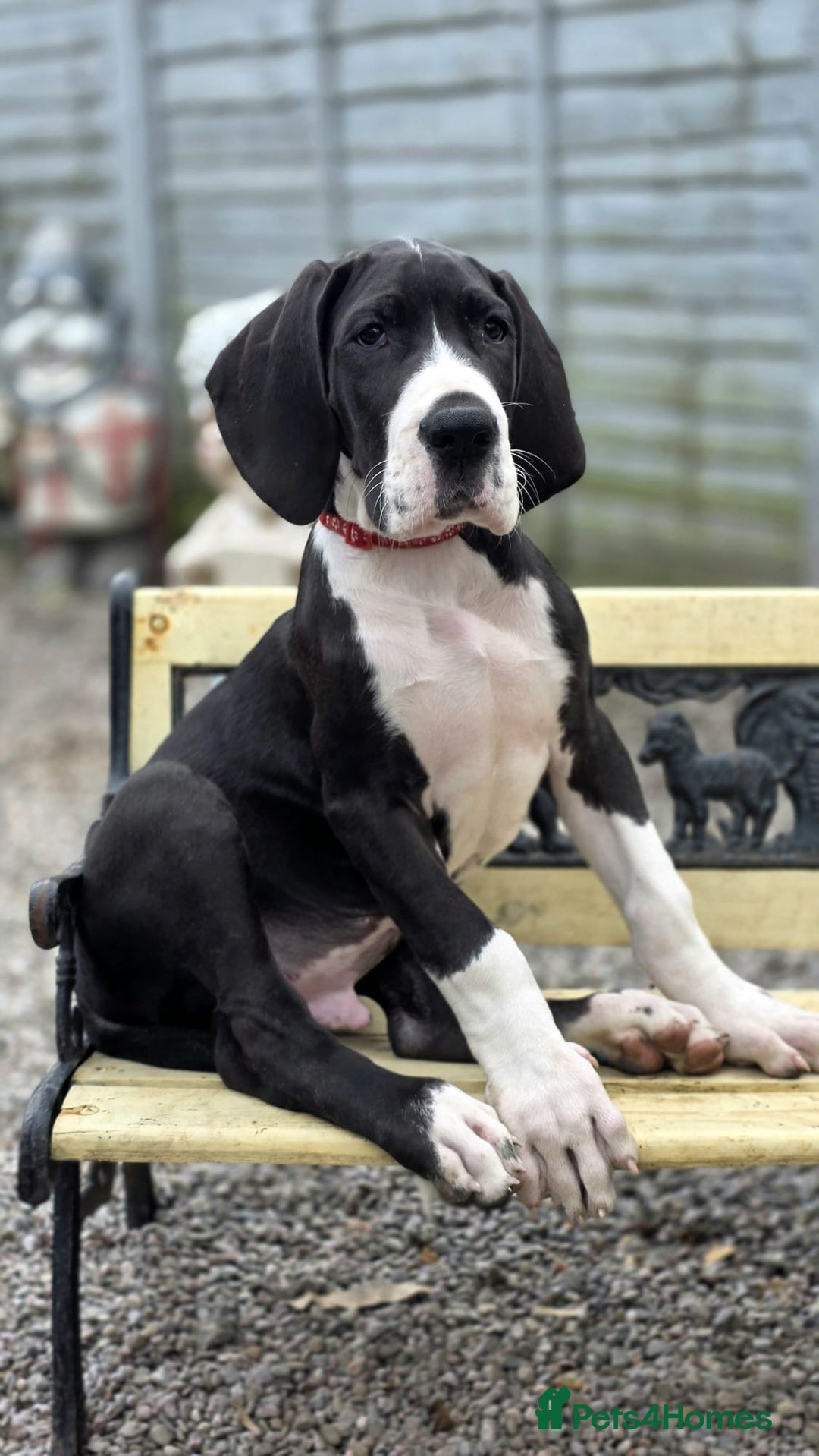 Great Dane dogs for sale: 2 remaining Championship Great Dane puppies - Image 1