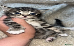Bengal cats for sale: Beautiful kitttens - Image 3