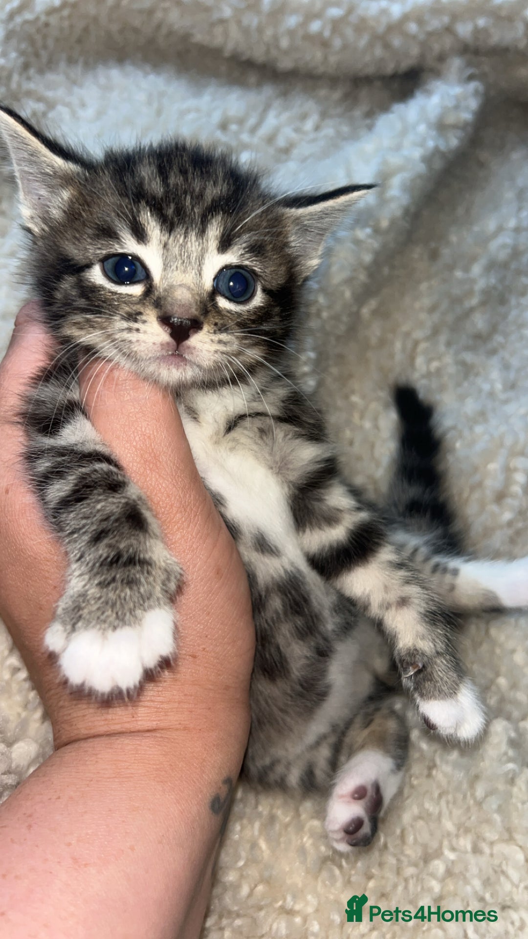 Bengal cats for sale: Beautiful kitttens - Image 3