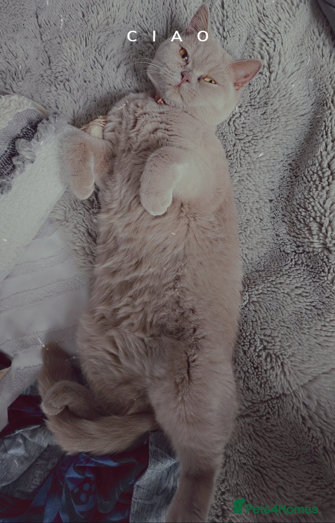 British Shorthair cats for sale: Lilac British Shorthair  - Image 1