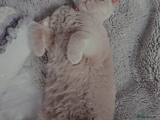 British Shorthair cats for sale - Advert 1