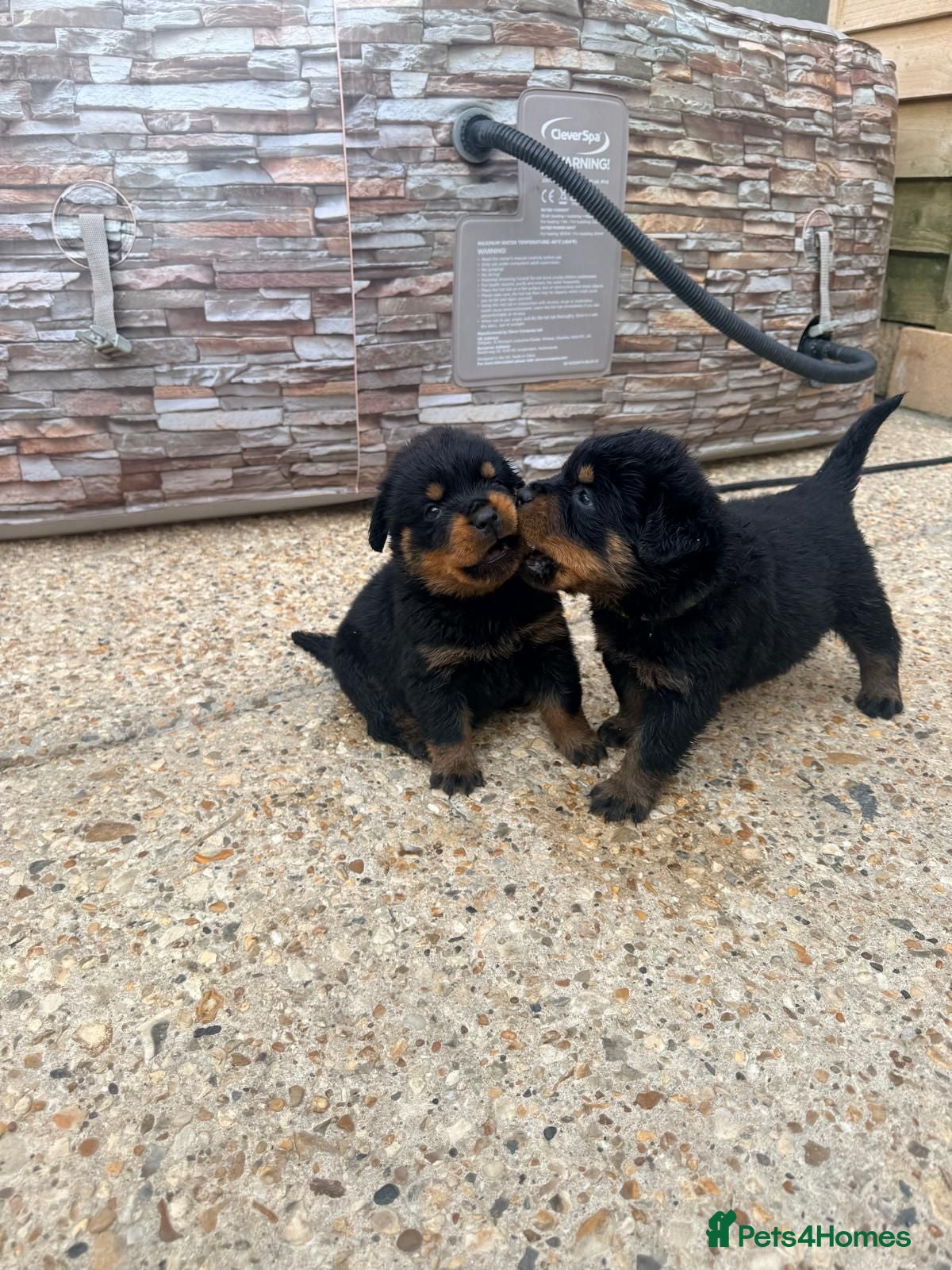 Rottweiler dogs Stunning German Rottweilers - Advert 2