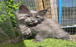 Maine Coon cats for sale: 🔥 TICA Maine coon kittens 🔥  READY NOW 💕💕 - Image 11
