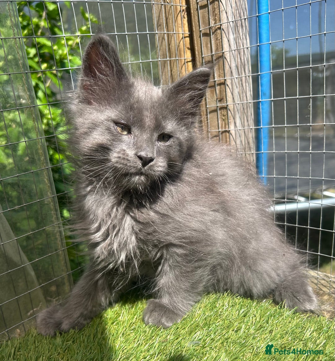 Maine Coon cats for sale: 🔥 TICA Maine coon kittens 🔥  READY NOW 💕💕 - Image 11