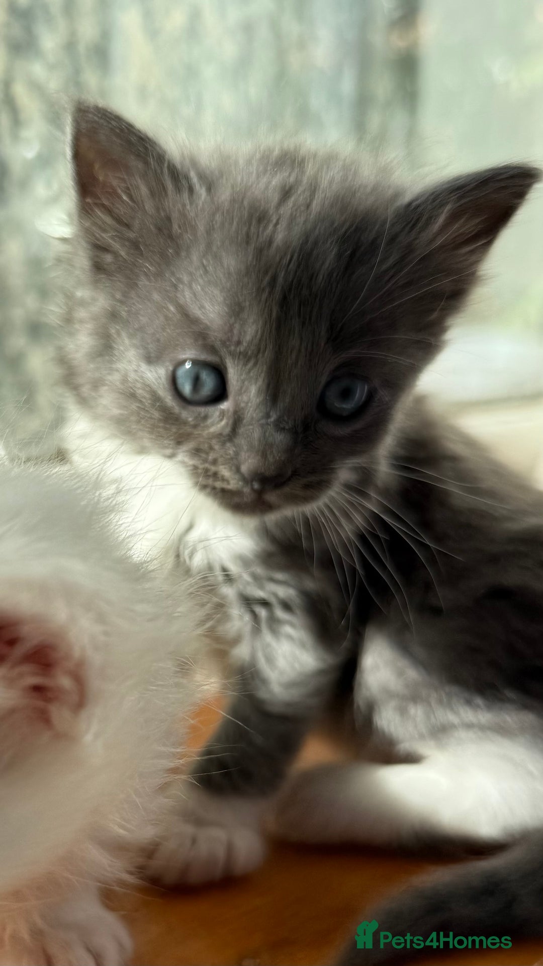 Ragdoll cats for sale: Stunning Ragdoll kittens super affectionate  - Image 6
