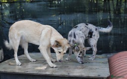 Mixed Breed dogs for adoption: 💙🐶 NICK AND MAILY 🐶💖 - Image 29