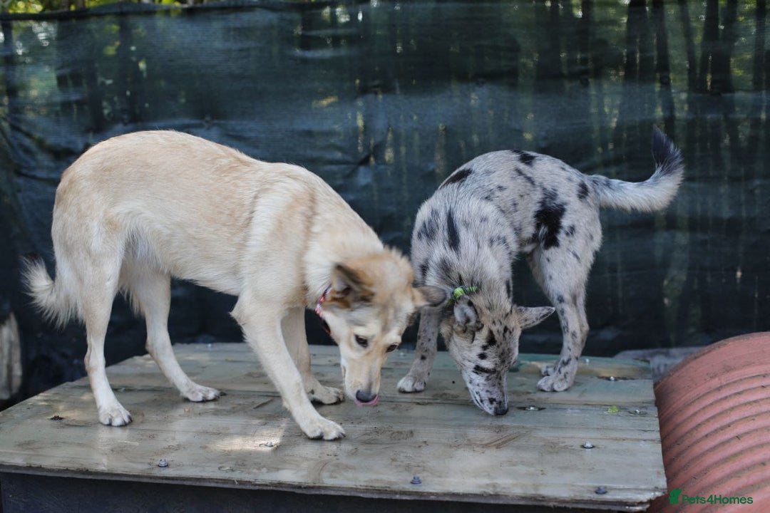 Mixed Breed dogs for adoption: 💙🐶 NICK AND MAILY 🐶💖 - Image 29