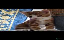 European cats for sale: Beautiful kittens looking good a home - Image 3