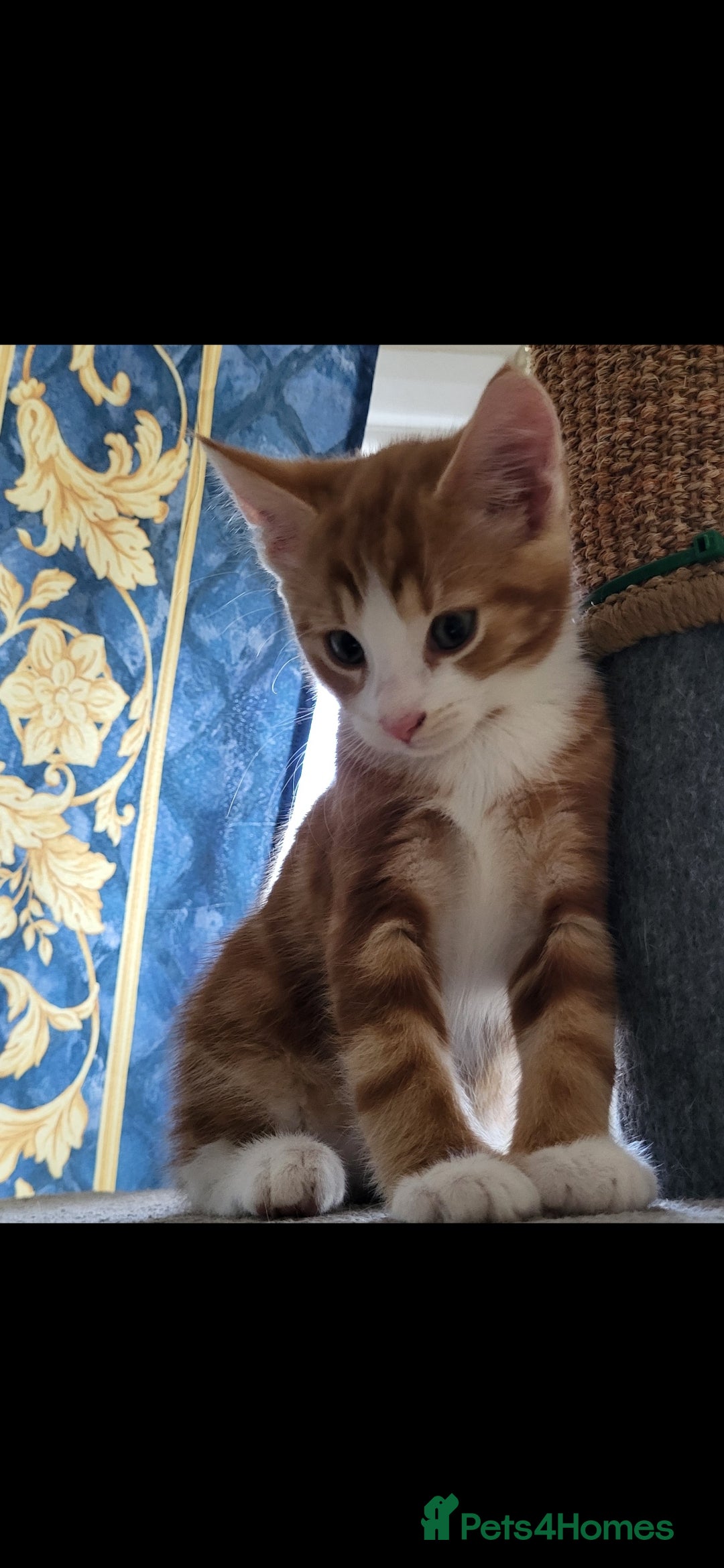 European cats for sale: Beautiful kittens looking good a home - Image 3