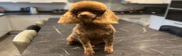 Miniature Poodle dogs for stud: Chocolate phantom miniature poodle stud - Advert 2