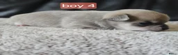 Chihuahua dogs for sale: 5 chiuaua baby boys - Advert 22