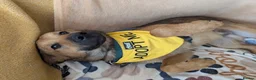 Mixed Breed dogs for sale: Marius is looking for his forever home 💙  in Manchester - Advert 23