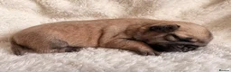 Pug dogs for sale: 🐾 Stunning Pug puppies 🐾 in Wigan - Advert 39