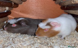 Guinea Pig rodents for sale: Baby Crested Guinea Pigs - Image 8