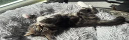 Mixed Breed cats for sale: Mixed Maine Coon Kittens in Richmond - Advert 27
