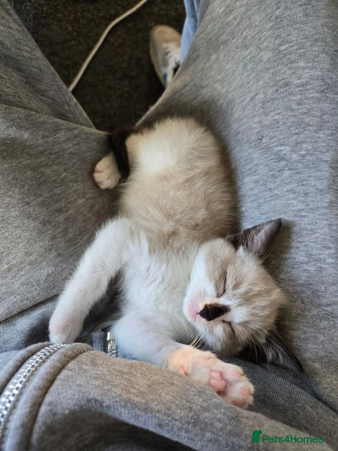 Domestic Shorthair cats for sale: Seal Bicolor mitted Domestic Shorthair - Advert 2