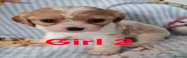 Cavapoo 8