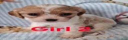 Cavapoo dogs for sale: Cavapoo flb  - Advert 5