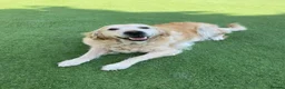 Golden Retriever dogs for sale: Beautiful Golden Retriever - Forever Home 🏡  - Advert 1