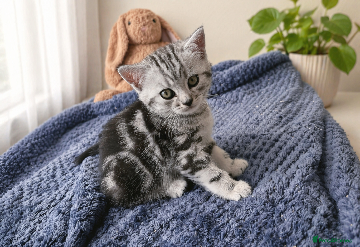 British Shorthair cats GCCF reg. BSH Last silver tabby girl Champion line - Advert 18